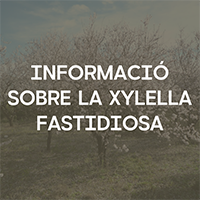 Xylella Xalo